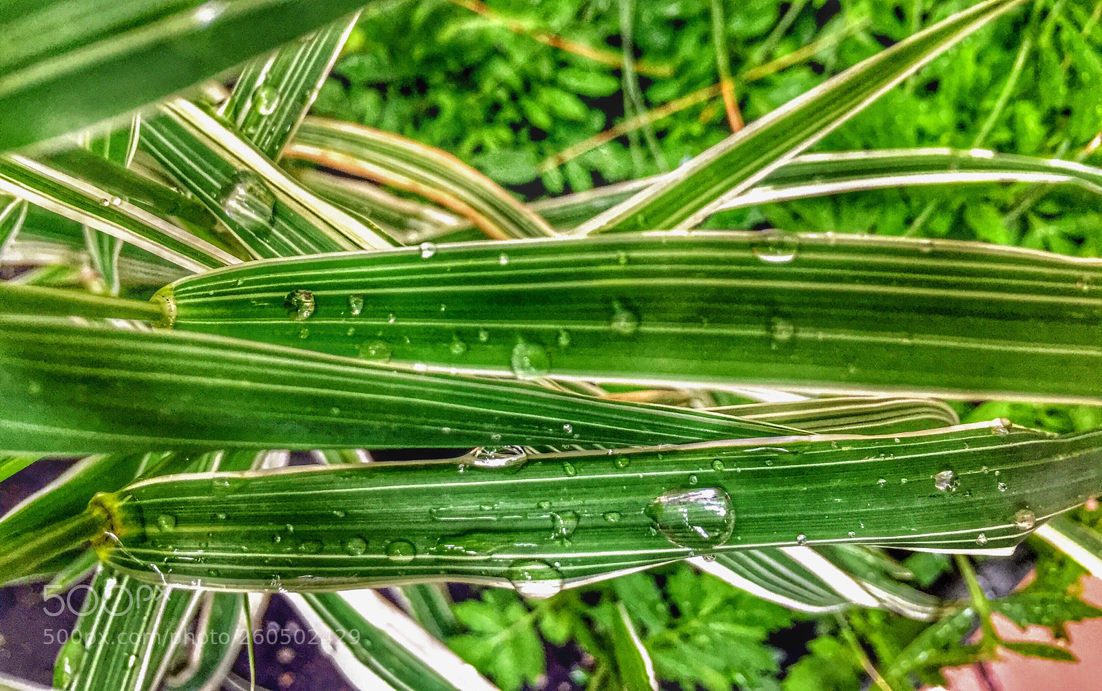 Apple iPhone 6 sample photo. Drop photography