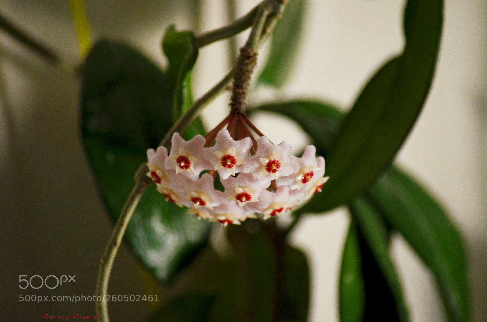 Nikon D5100 sample photo. Домашний цветок photography