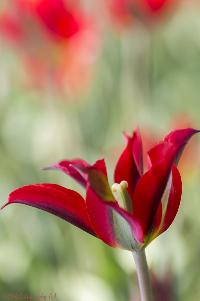 Canon EOS 650D (EOS Rebel T4i / EOS Kiss X6i) sample photo. Tulips photography