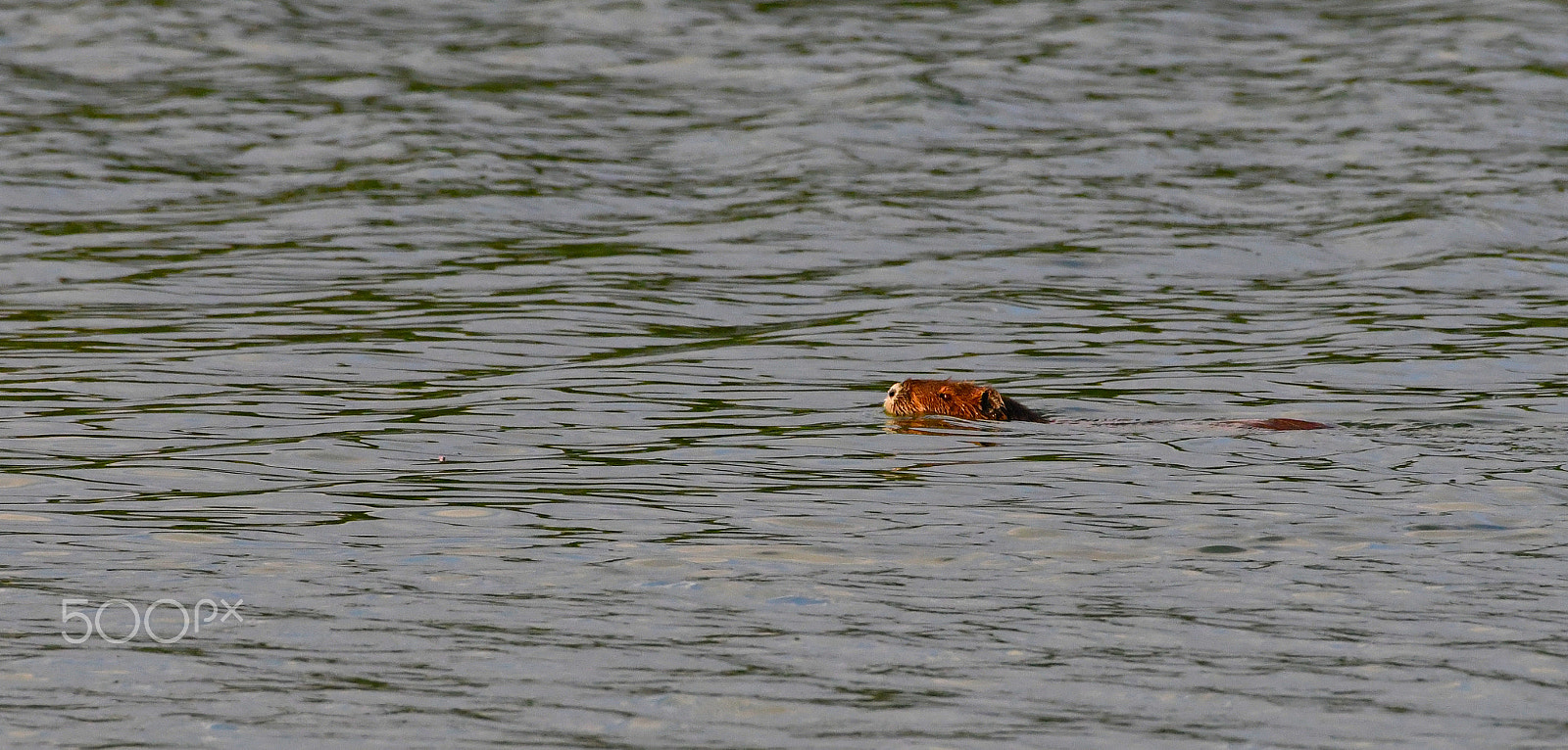 Nikon AF-S Nikkor 200-500mm F5.6E ED VR sample photo. Afternoon swim photography