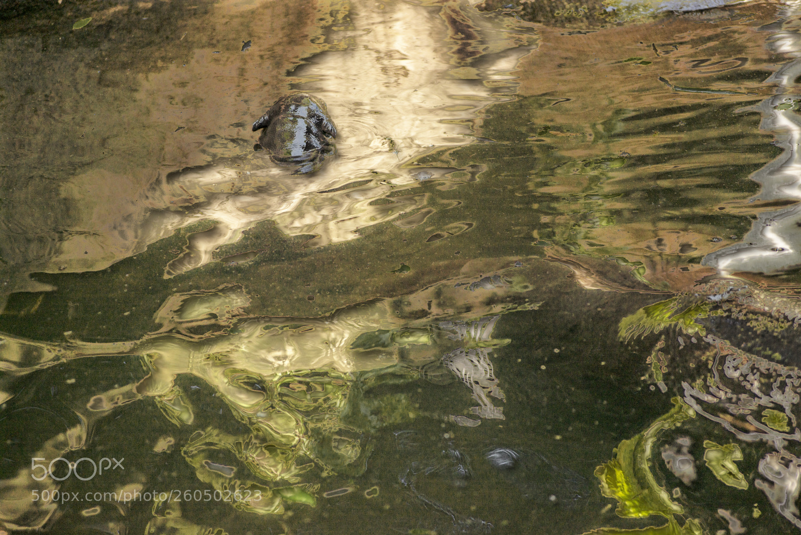 Nikon D600 sample photo. Hippo pool photography