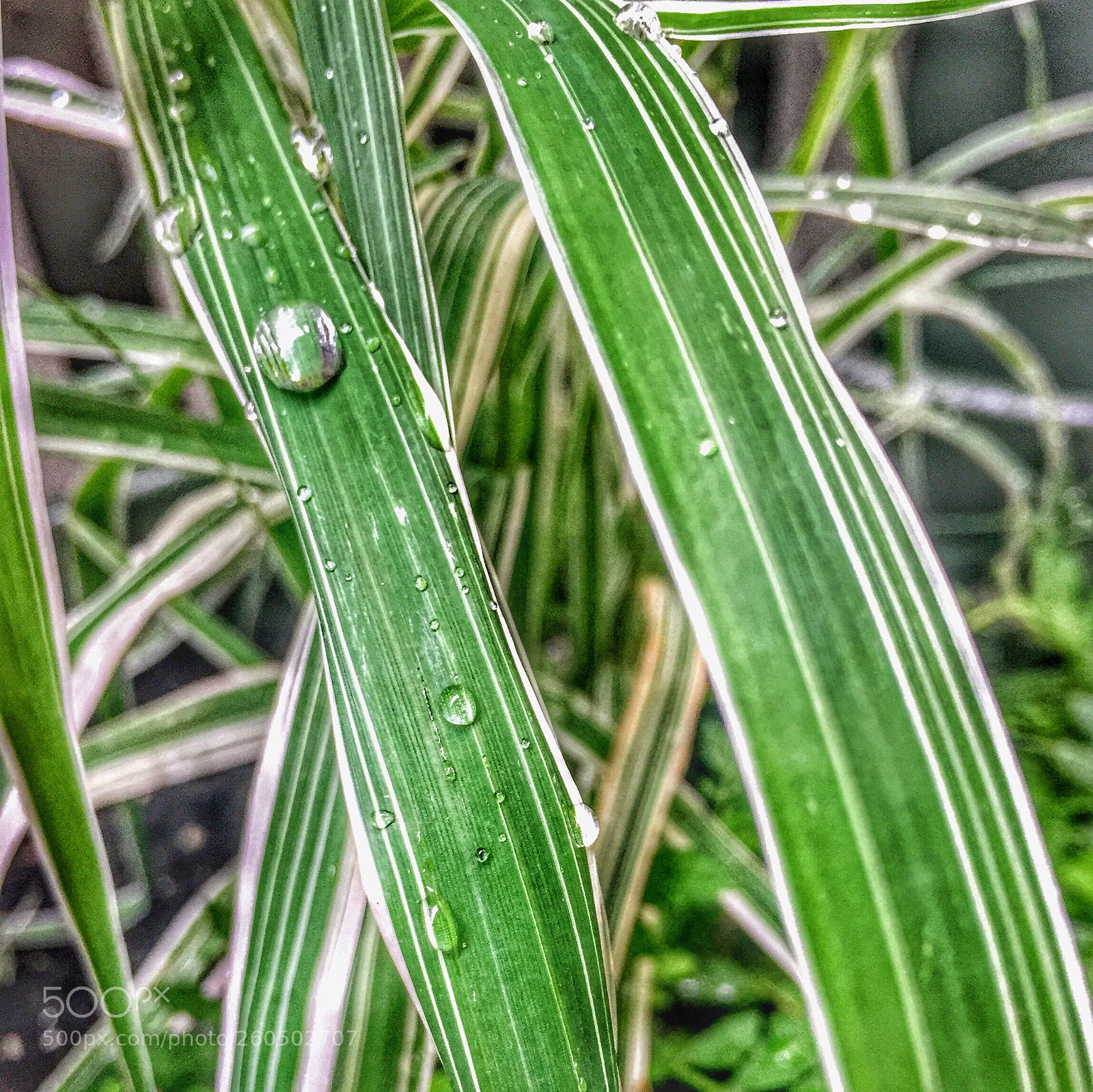 Apple iPhone 6 sample photo. Grass photography