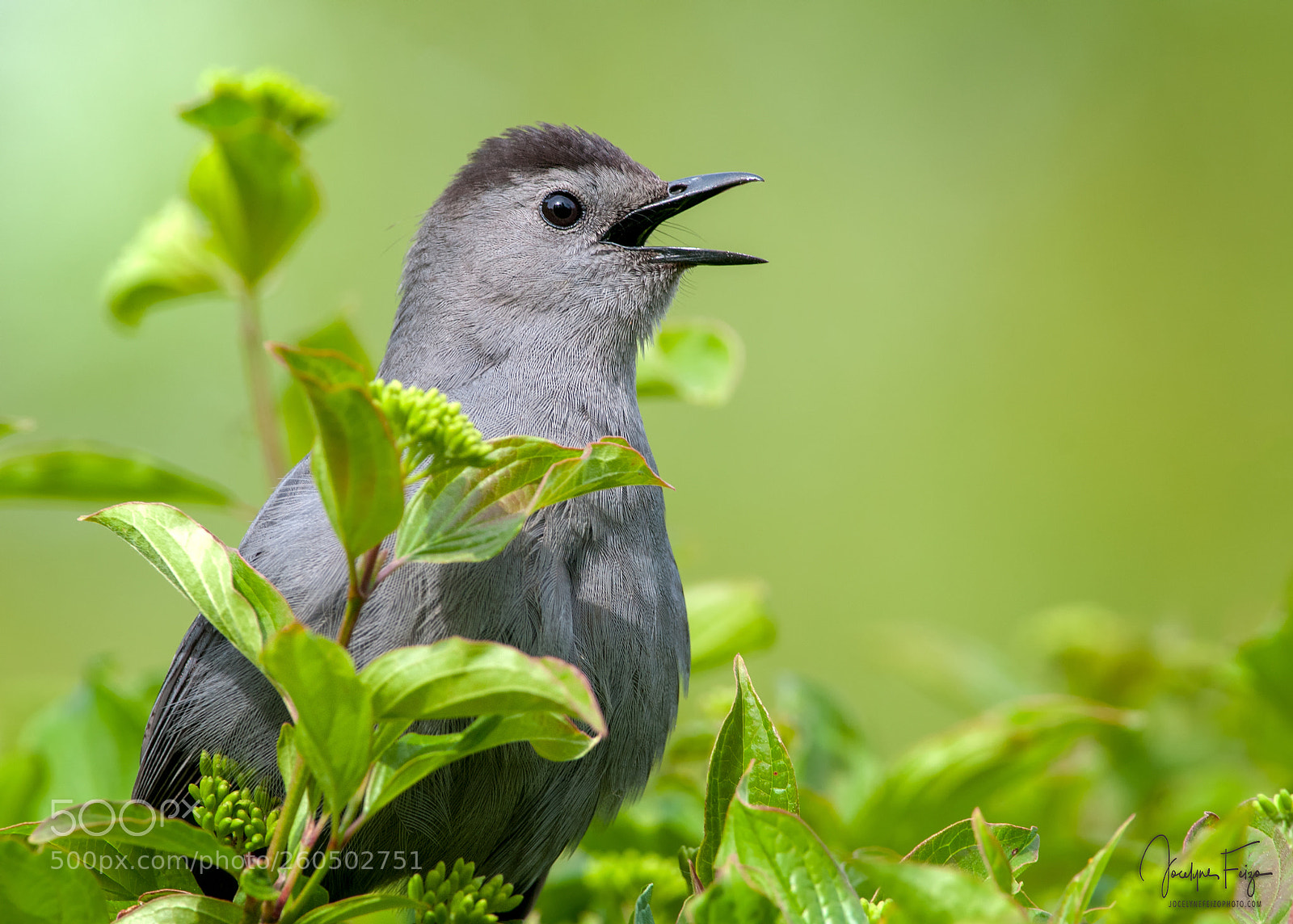 Nikon D300 sample photo. Gray catbird photography