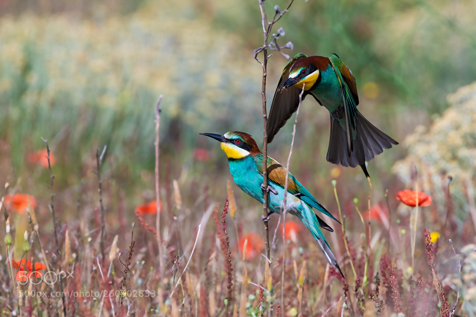 Sony a7R II sample photo. Merops apiaster photography
