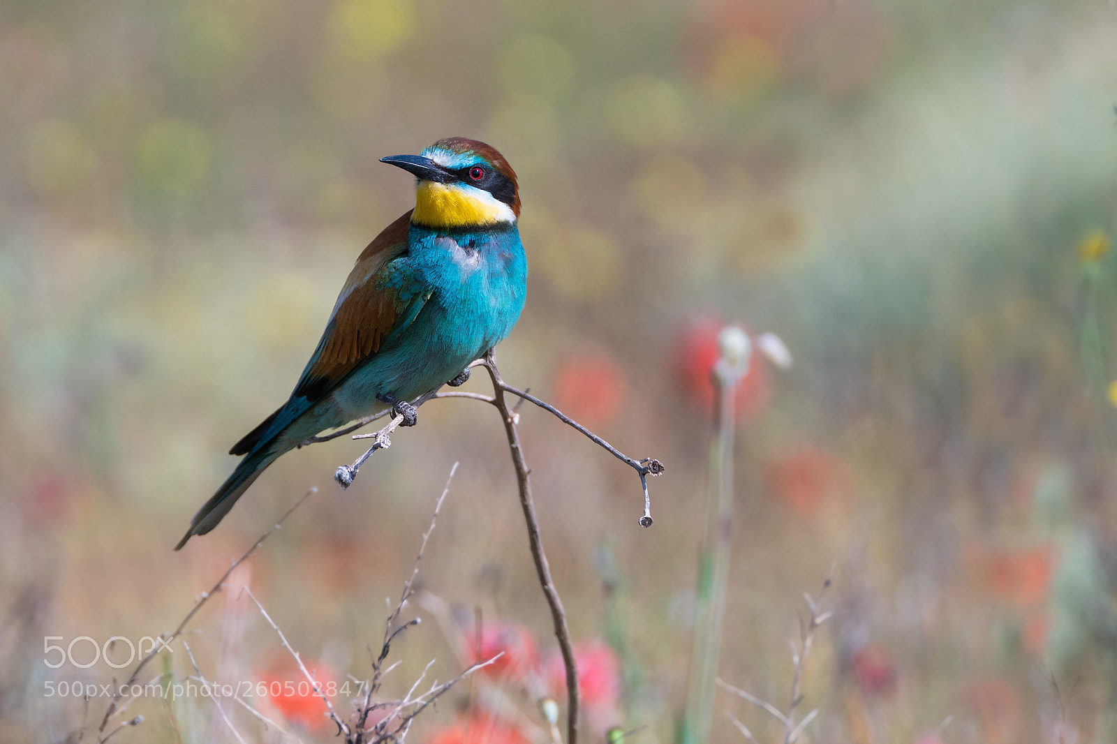 Sony a7R II sample photo. Merops apiaster photography