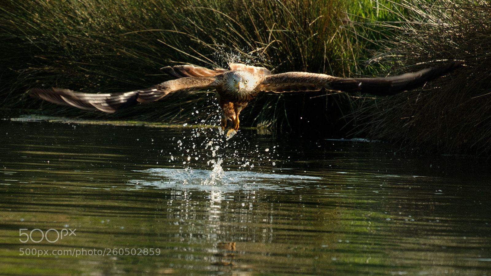 Fujifilm X-T2 sample photo. Wing span photography