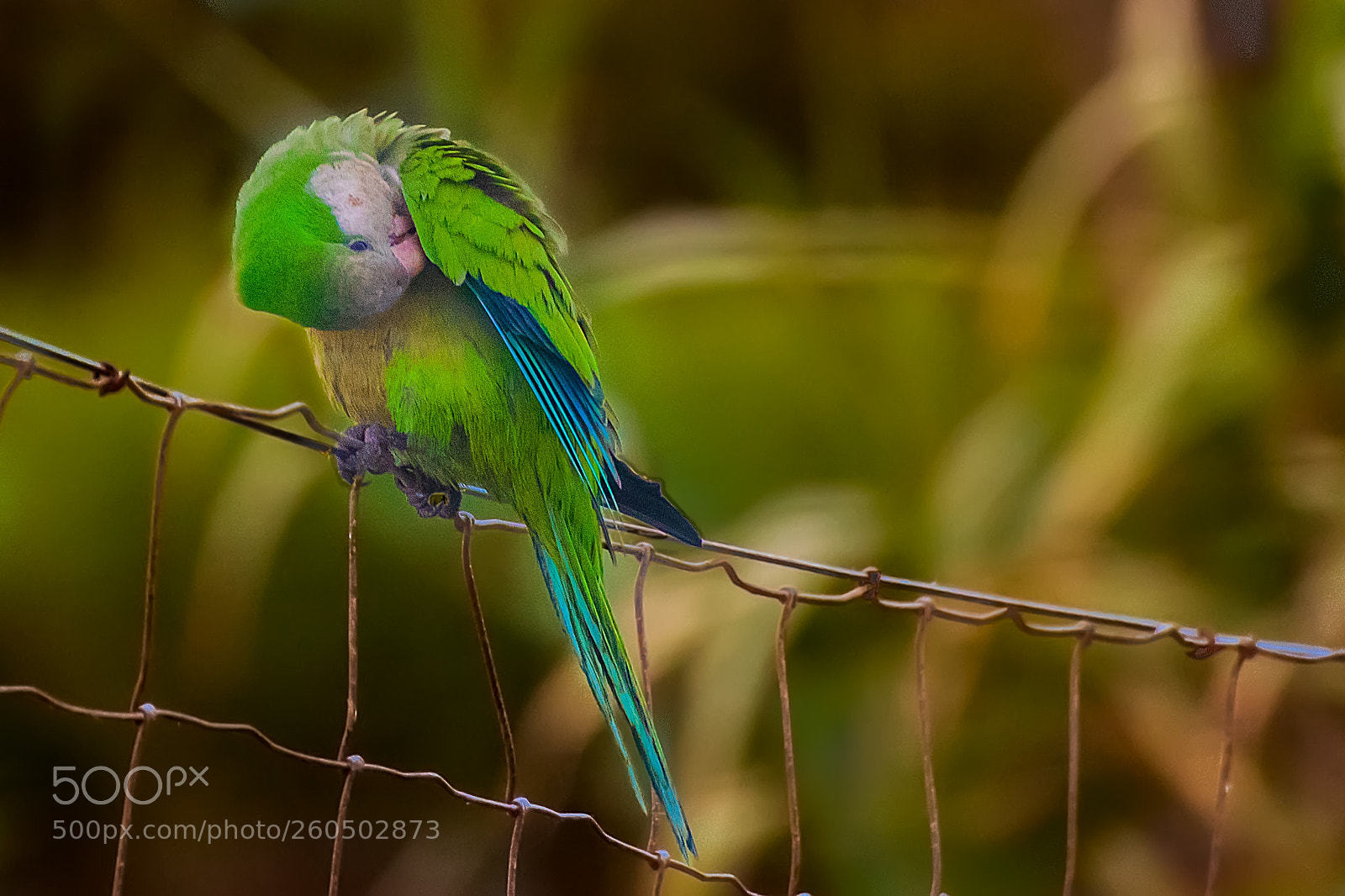 Nikon D5300 sample photo. Cacatua in the morning photography