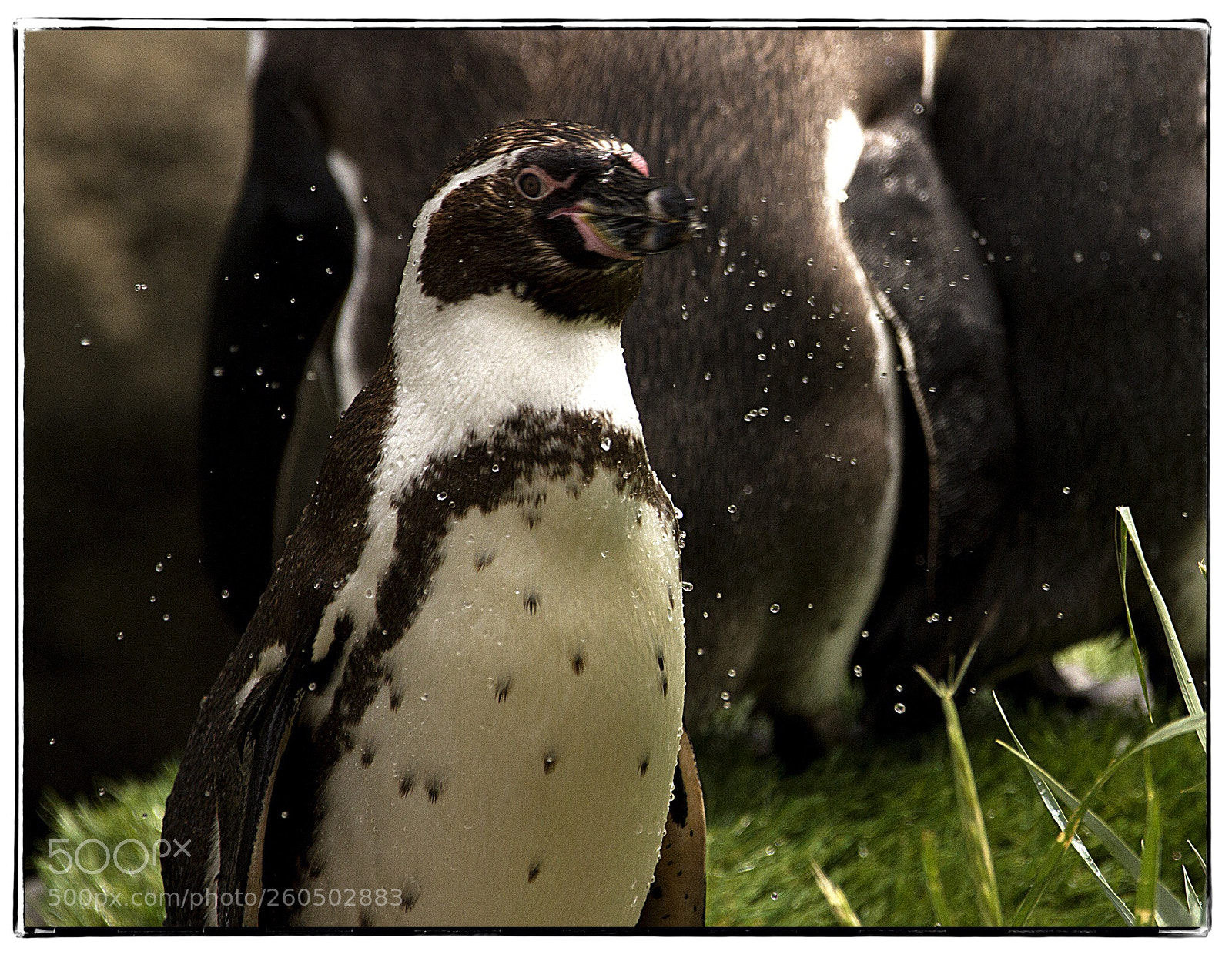 Canon EOS 7D sample photo. Penguin shake. photography