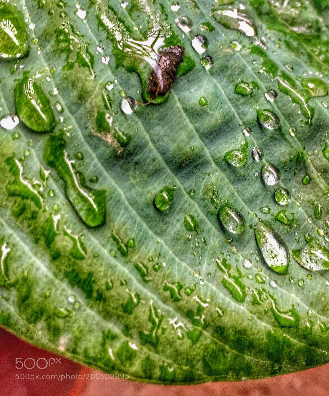 Apple iPhone 6 sample photo. Drop photography