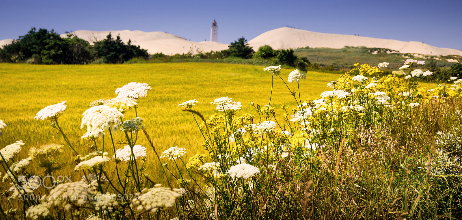 Sony SLT-A55 (SLT-A55V) sample photo. Summer colors at the photography