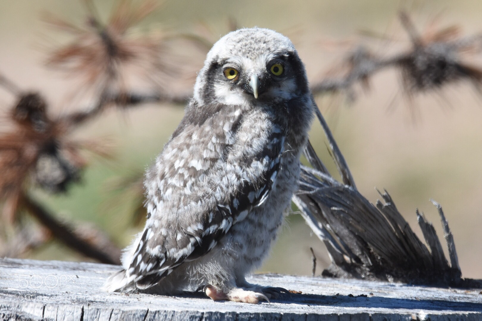 Nikon D7200 sample photo. Owl photography