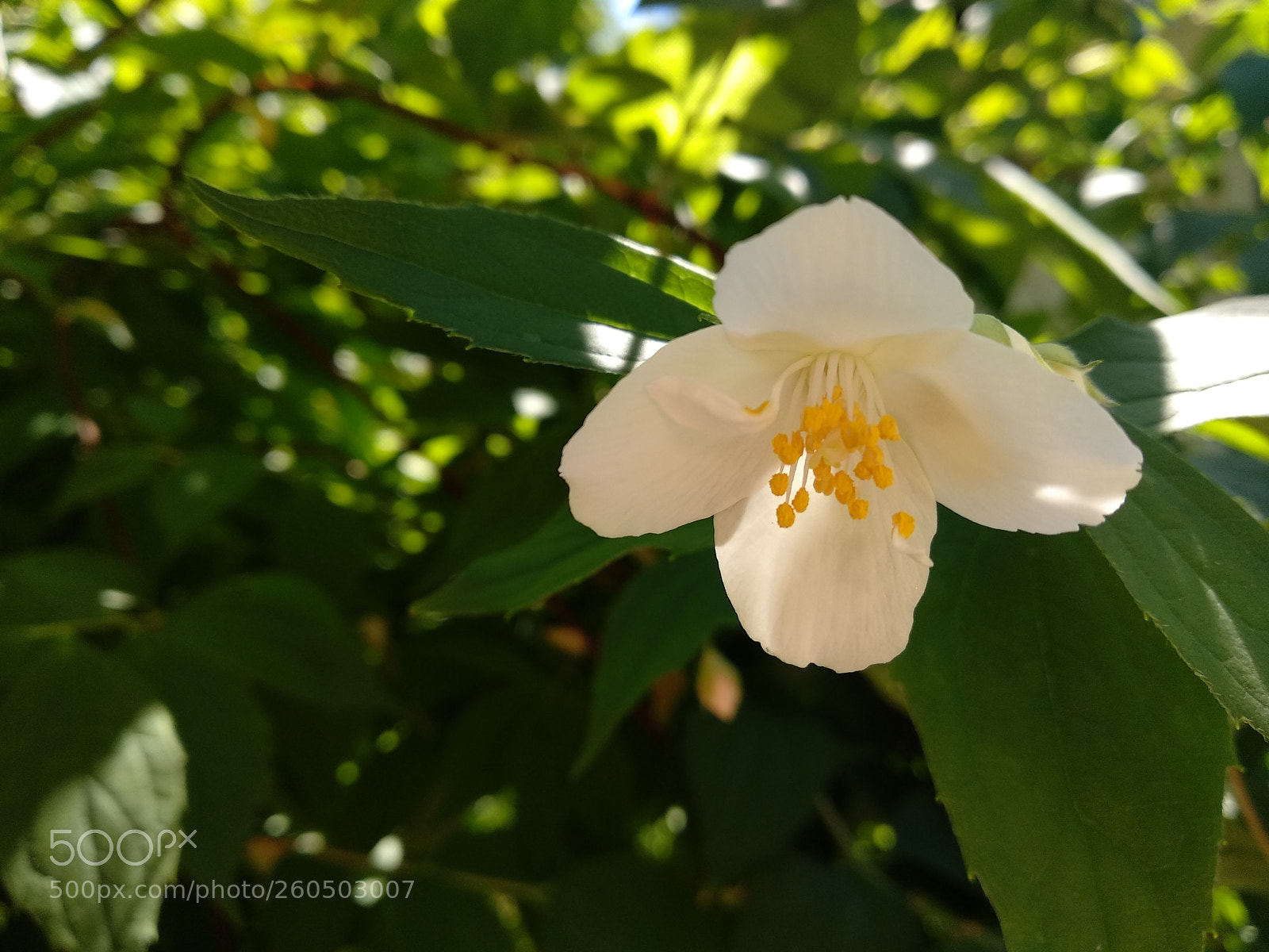 Xiaomi Mi A1 sample photo. Philadelphus × lemoinei photography