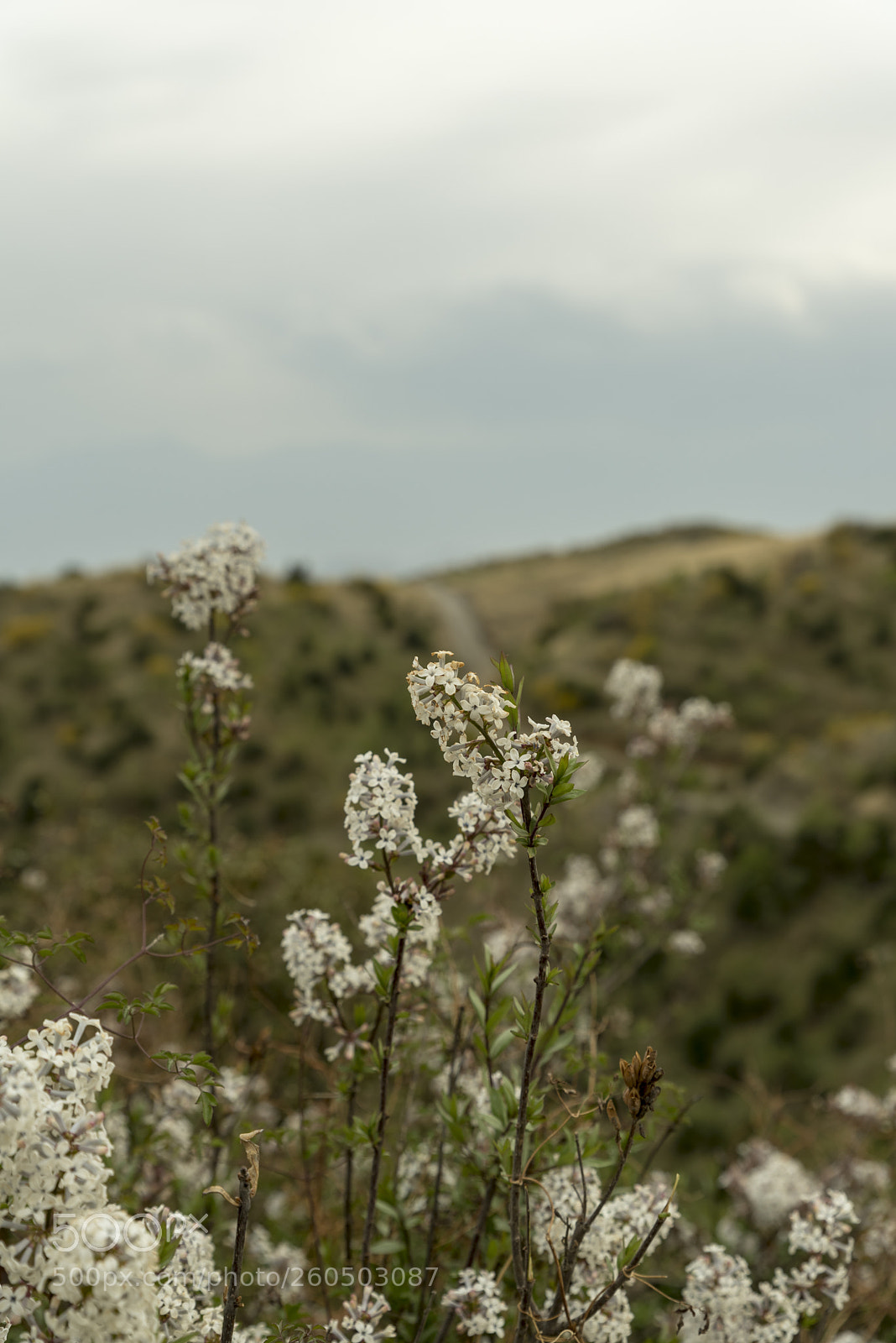 Nikon D750 sample photo. Spring photography