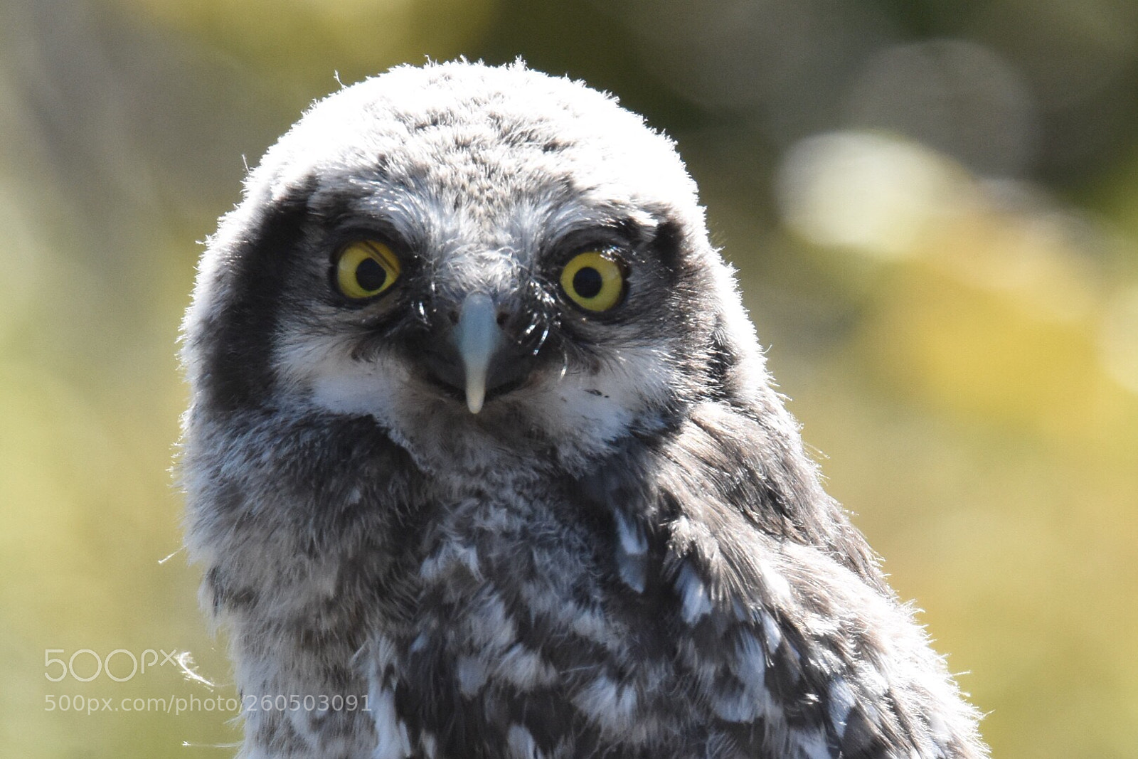 Nikon D7200 sample photo. Owl. photography