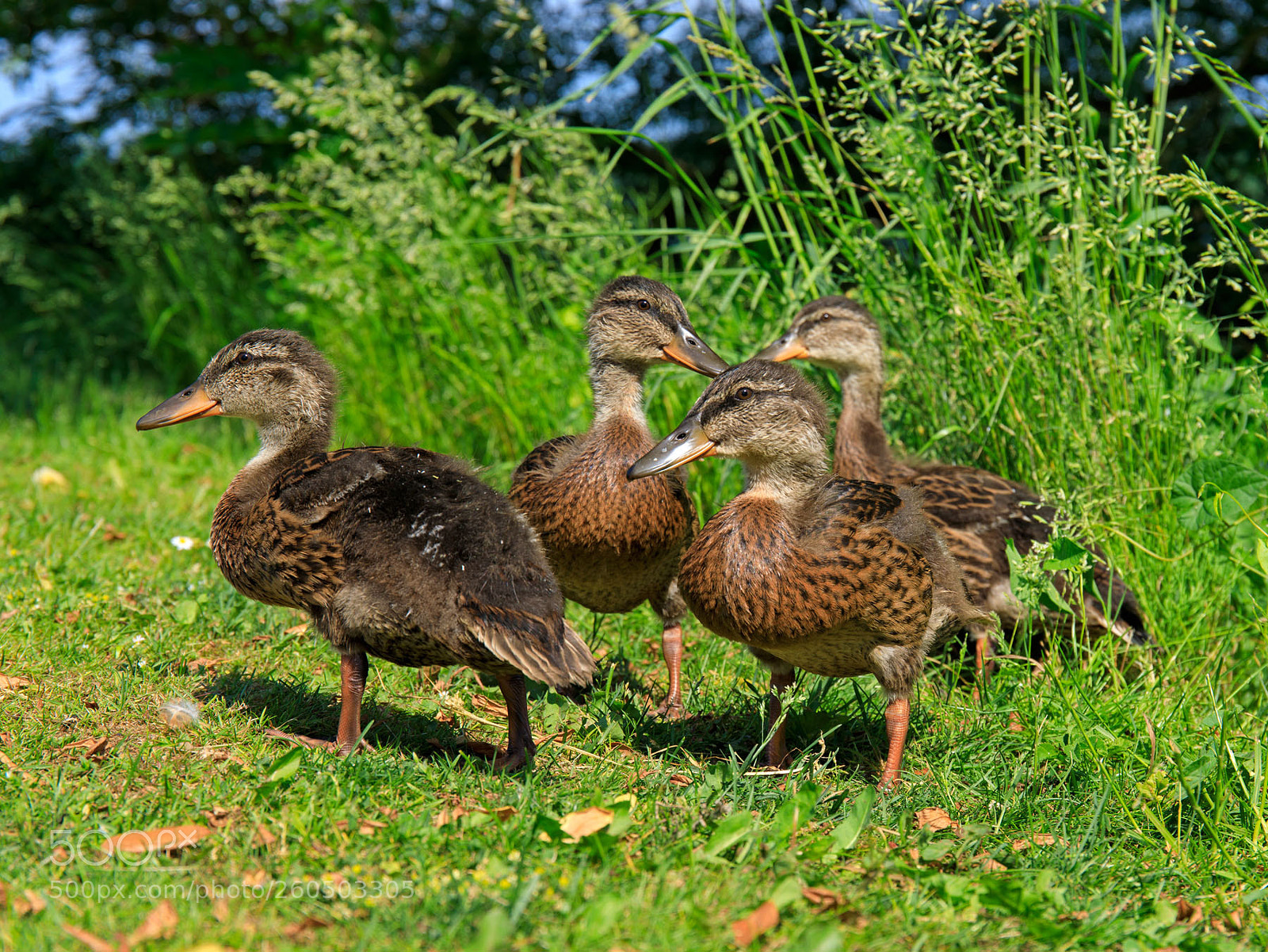 Canon EOS 5D Mark IV sample photo. Mallard baby ducks photography