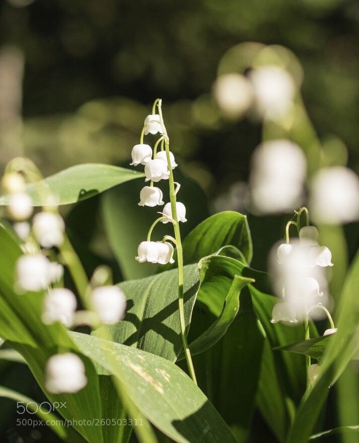 Nikon D3200 sample photo. Untitled photography
