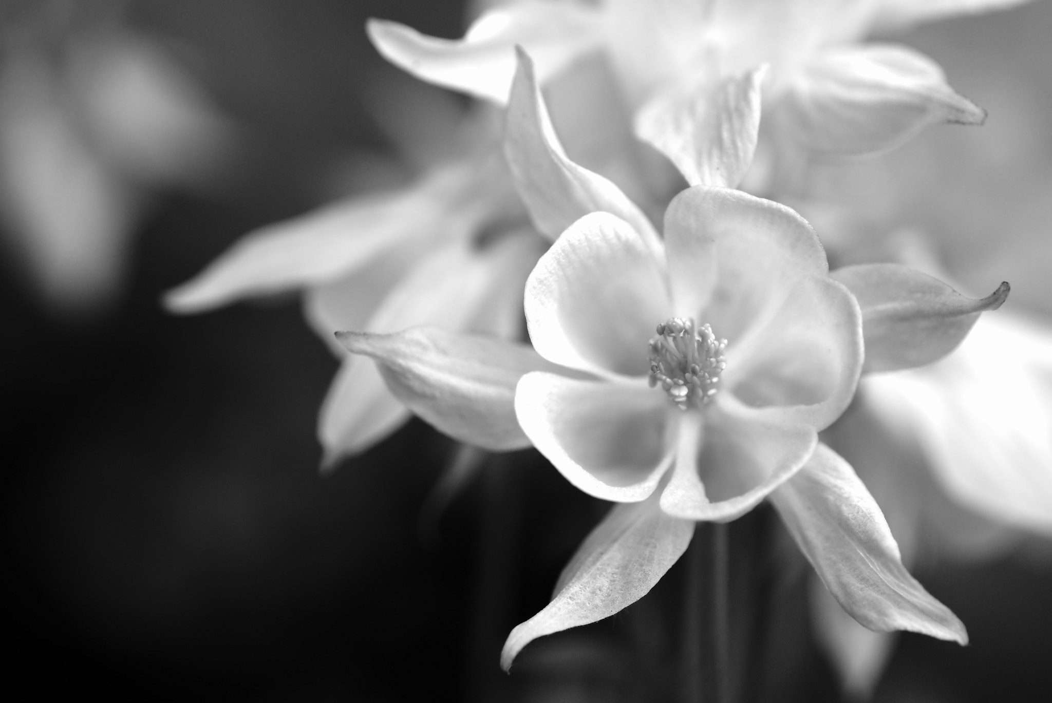 Sony SLT-A65 (SLT-A65V) + Tamron SP AF 90mm F2.8 Di Macro sample photo. Black and white flowers #2/2 photography