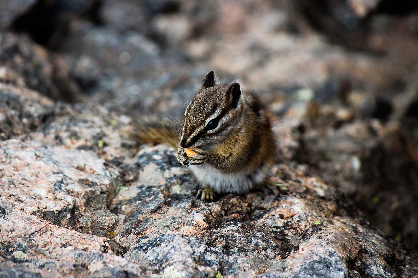 Canon EOS 600D (Rebel EOS T3i / EOS Kiss X5) sample photo. Chipmunk photography