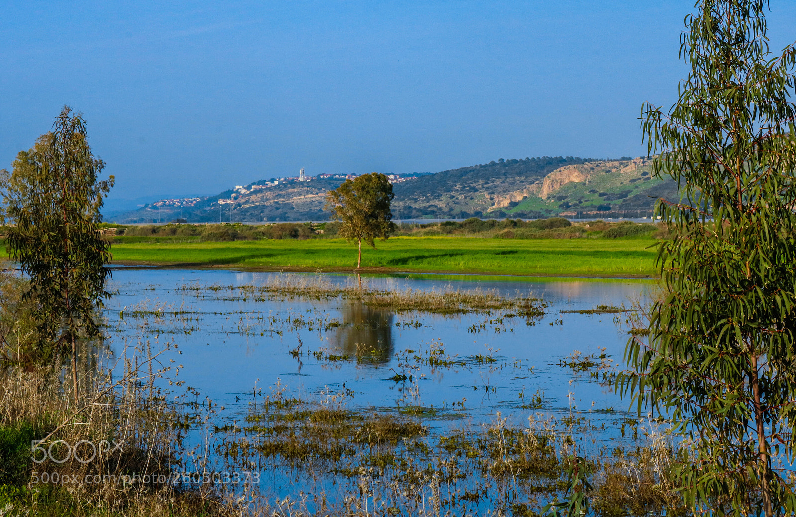 Canon EOS 750D (EOS Rebel T6i / EOS Kiss X8i) sample photo. Eucalyptus reflectins photography