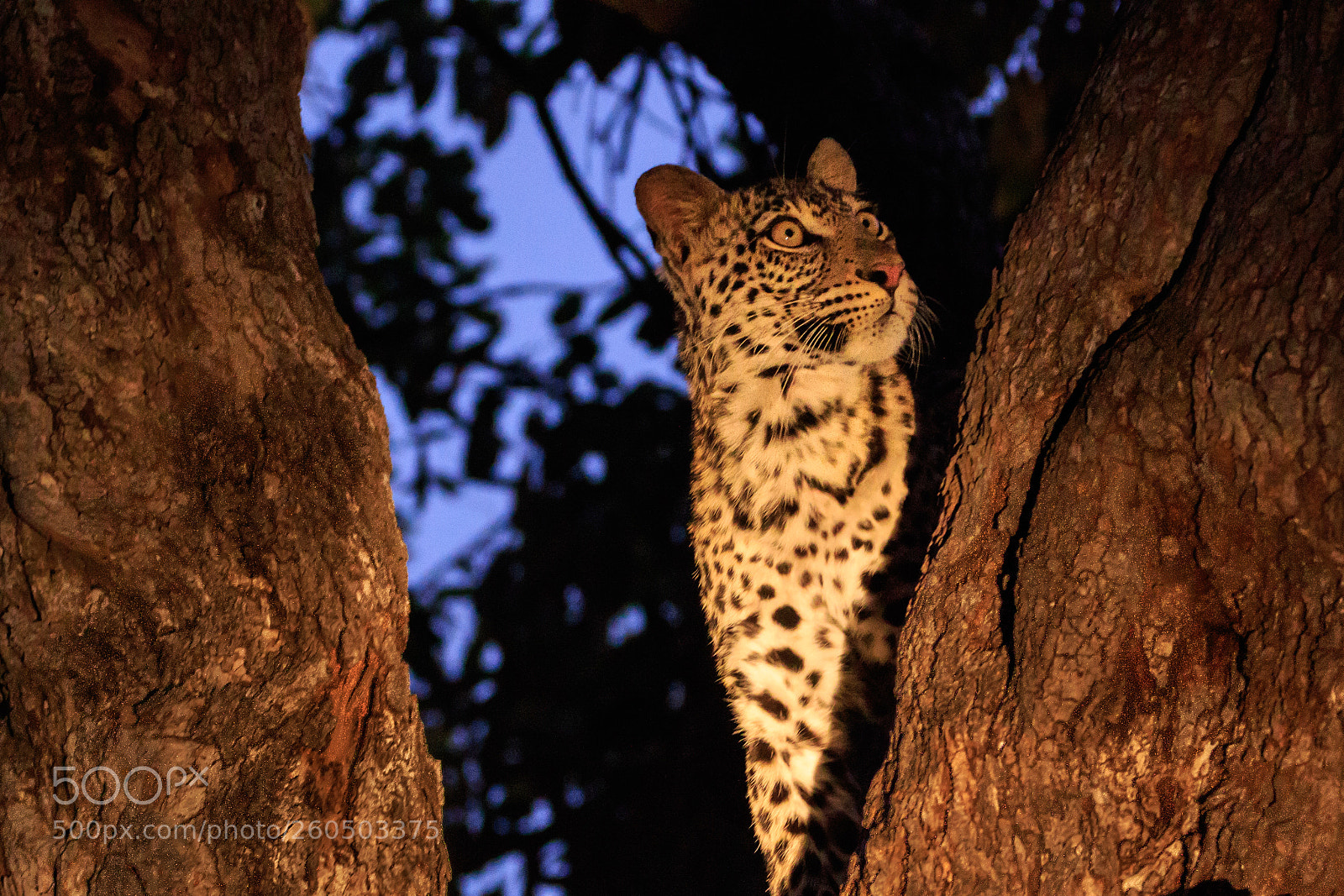 Canon EOS 7D Mark II sample photo. Botswana - mashatu photography