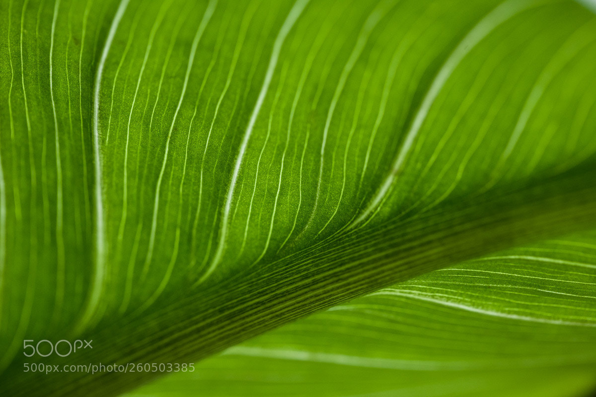 Canon EOS 5D Mark II sample photo. Untitled photography