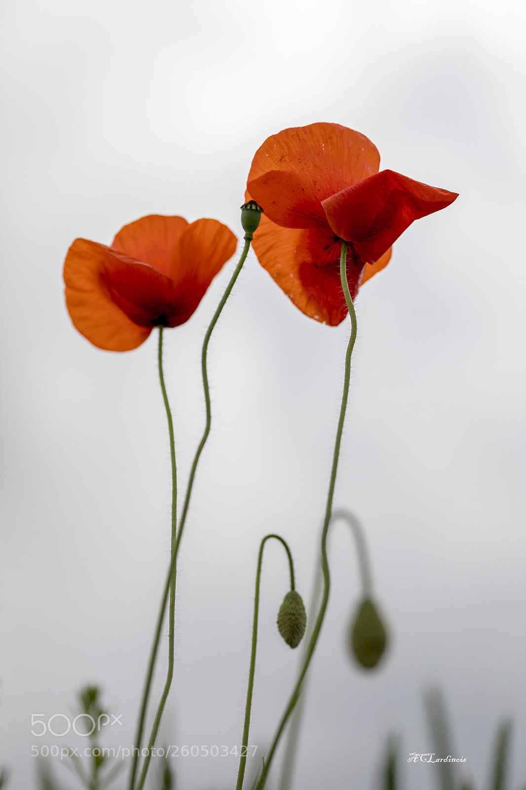 Canon EOS 5D Mark IV sample photo. Nous deux photography