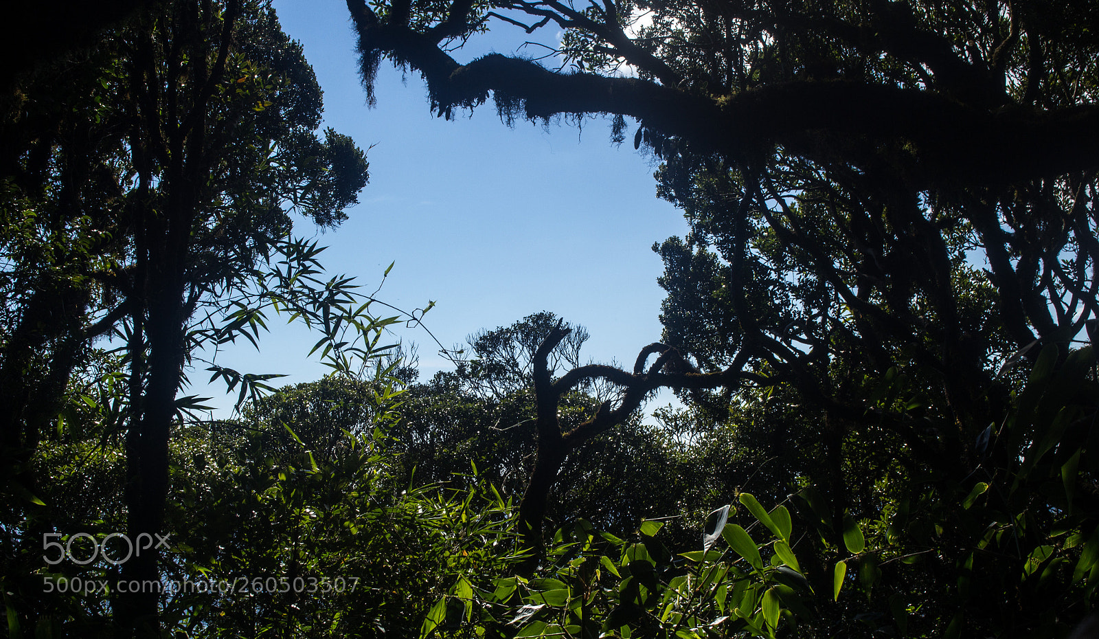 Canon EOS 60D sample photo. Trilha morro caratuca_ 31-05 photography