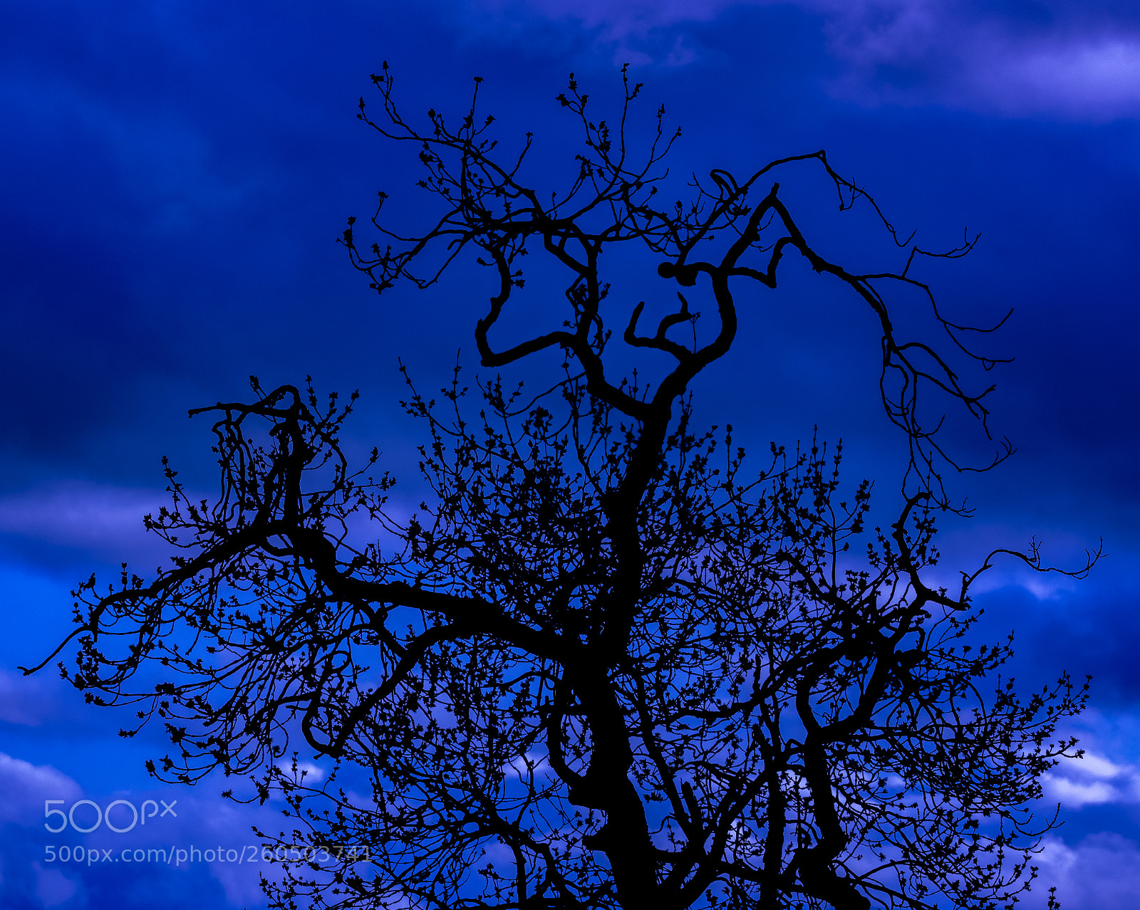 Nikon D3300 sample photo. Tree silhouette photography