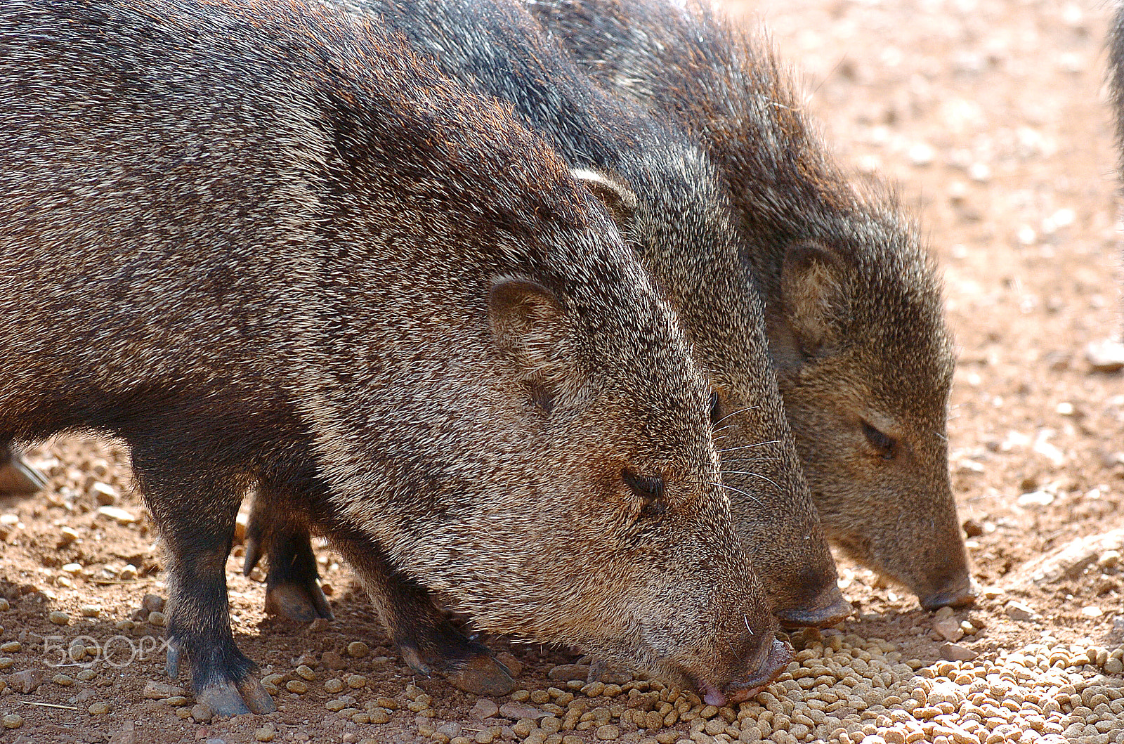 Nikon D2H sample photo. 3 wild javelinas dsc_5822 photography