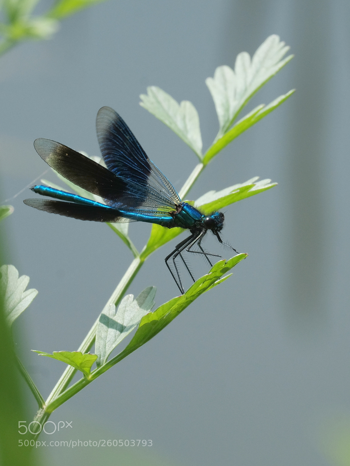 Fujifilm X-T10 sample photo. Banded demoiselle, calopteryx splendens photography