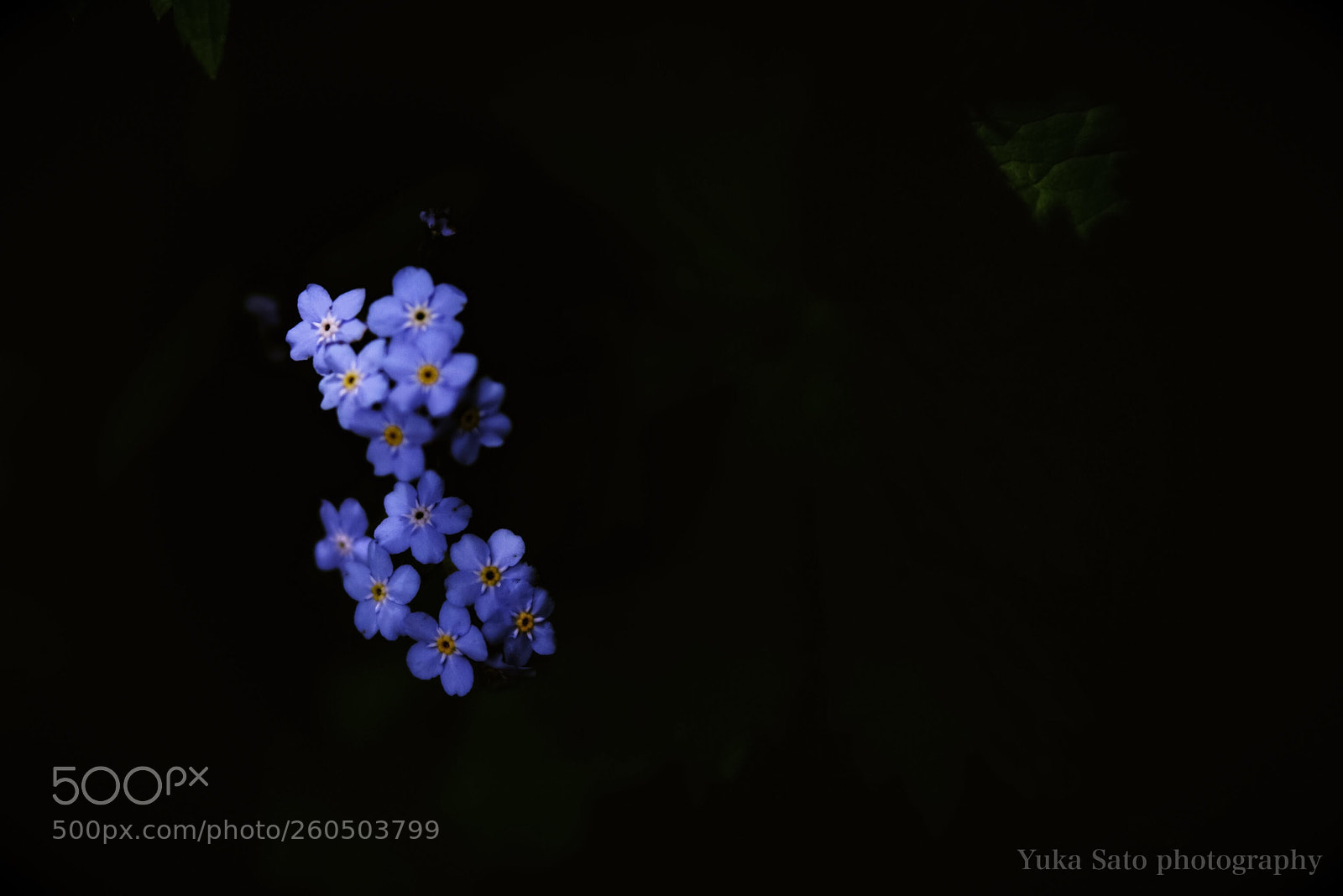 Sony a7R sample photo. Forget-me-not photography