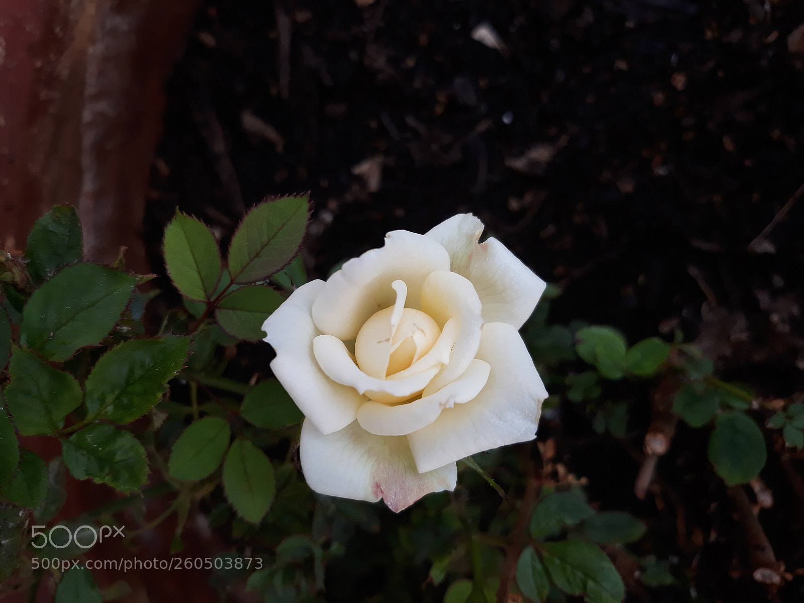 Samsung Galaxy J5 sample photo. Rose photography