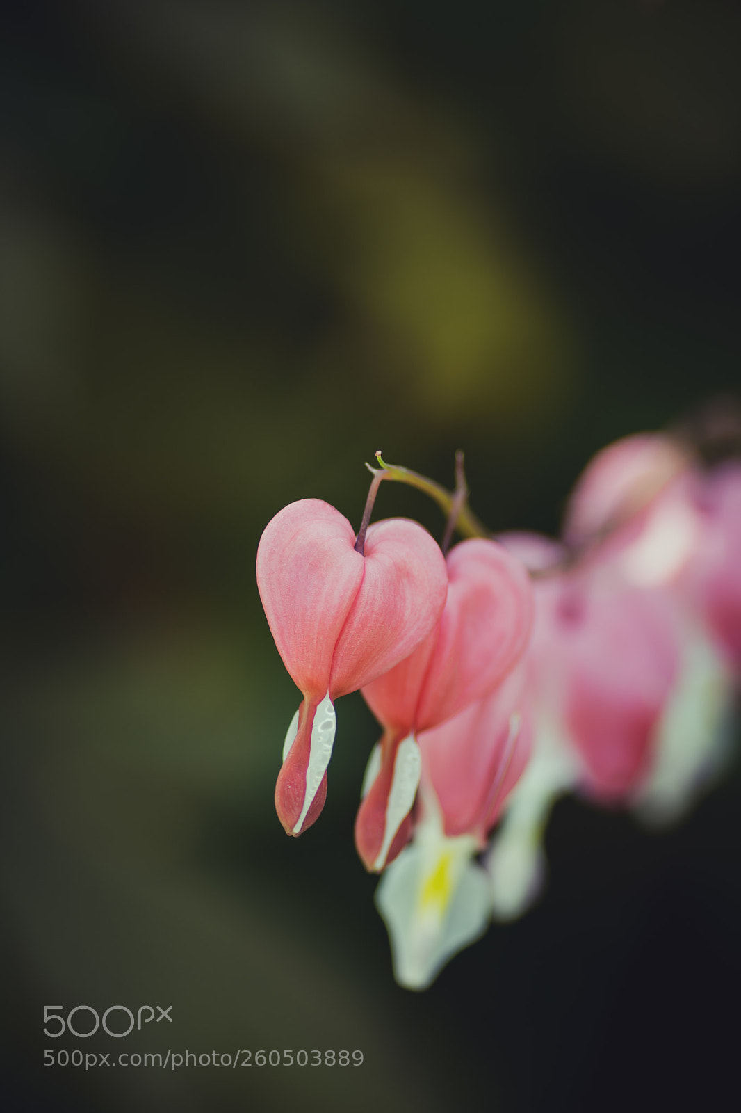 Nikon D7100 sample photo. Understanding. photography