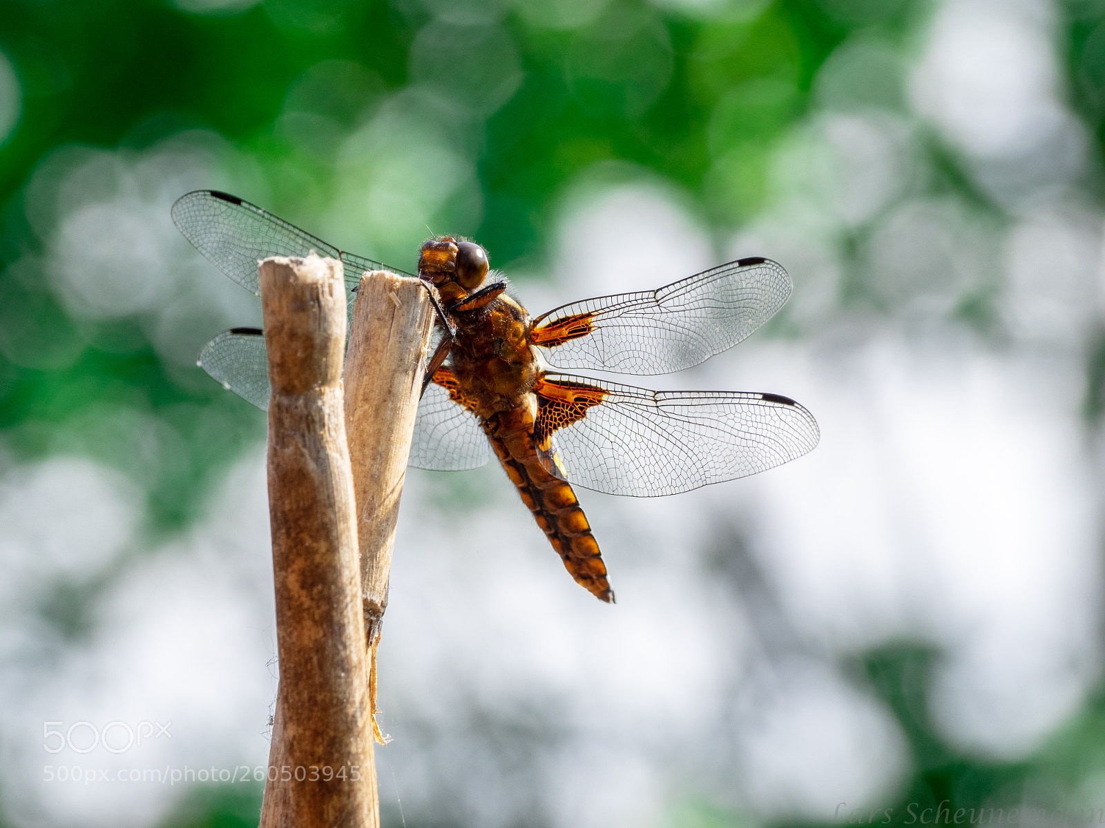 Olympus OM-D E-M1 sample photo. Dragonfly photography