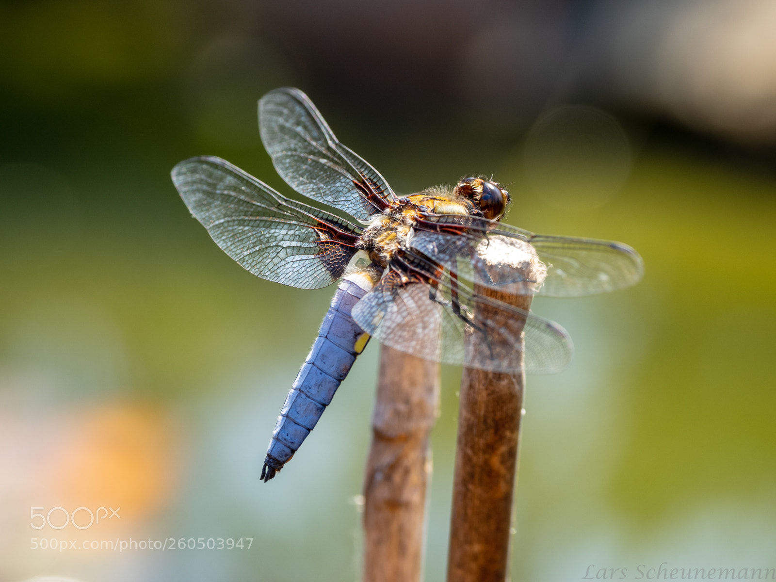 Olympus OM-D E-M1 sample photo. Dragonfly photography
