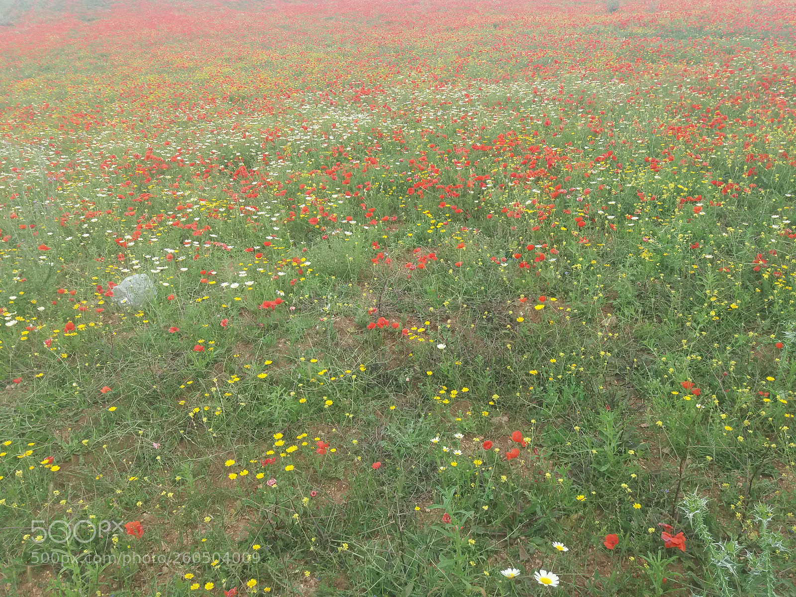 Samsung Galaxy J5(2016) sample photo. Les coquelicots. photography