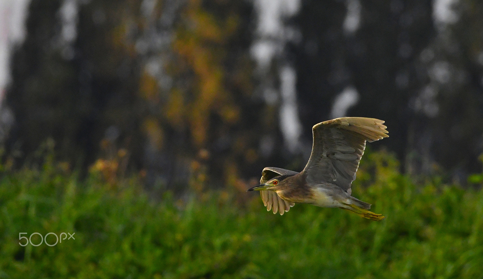 Nikon AF-S Nikkor 200-500mm F5.6E ED VR sample photo. Night heron photography