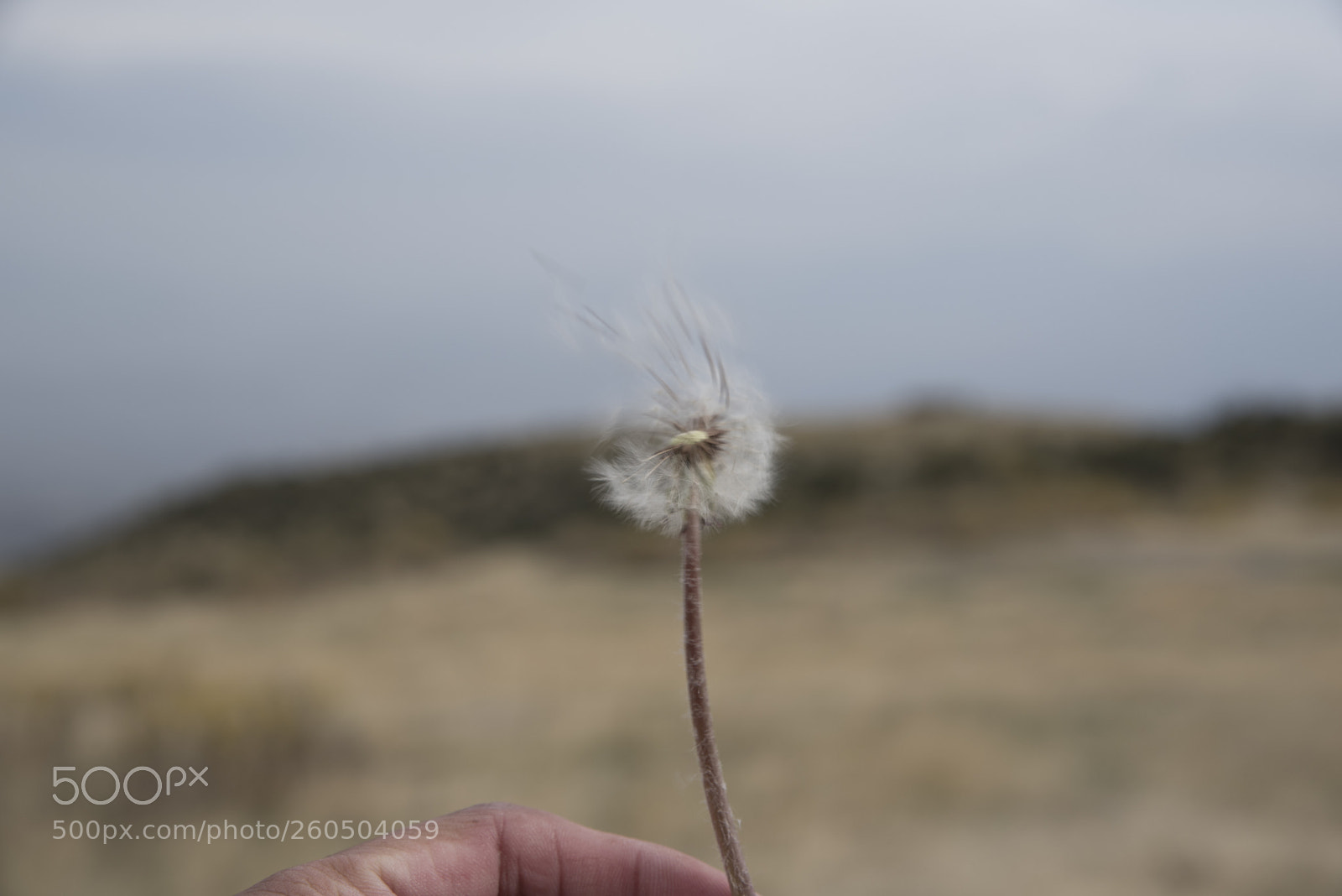 Nikon D750 sample photo. Dandelion photography