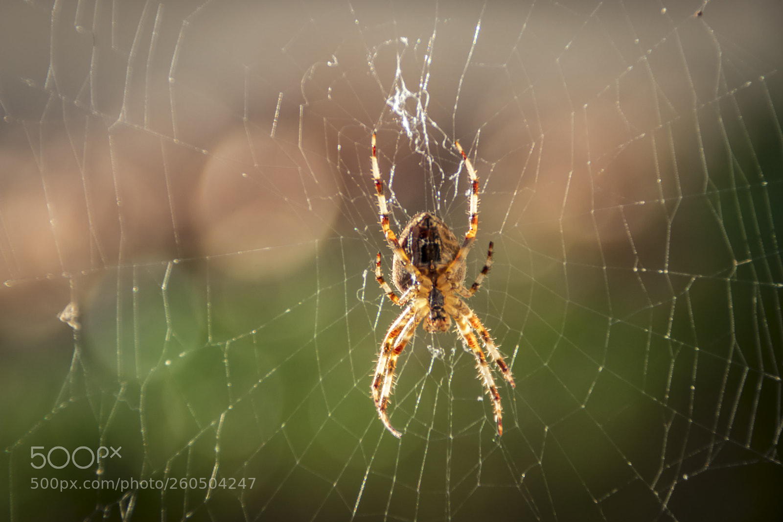 Canon EOS 80D sample photo. Spider photography