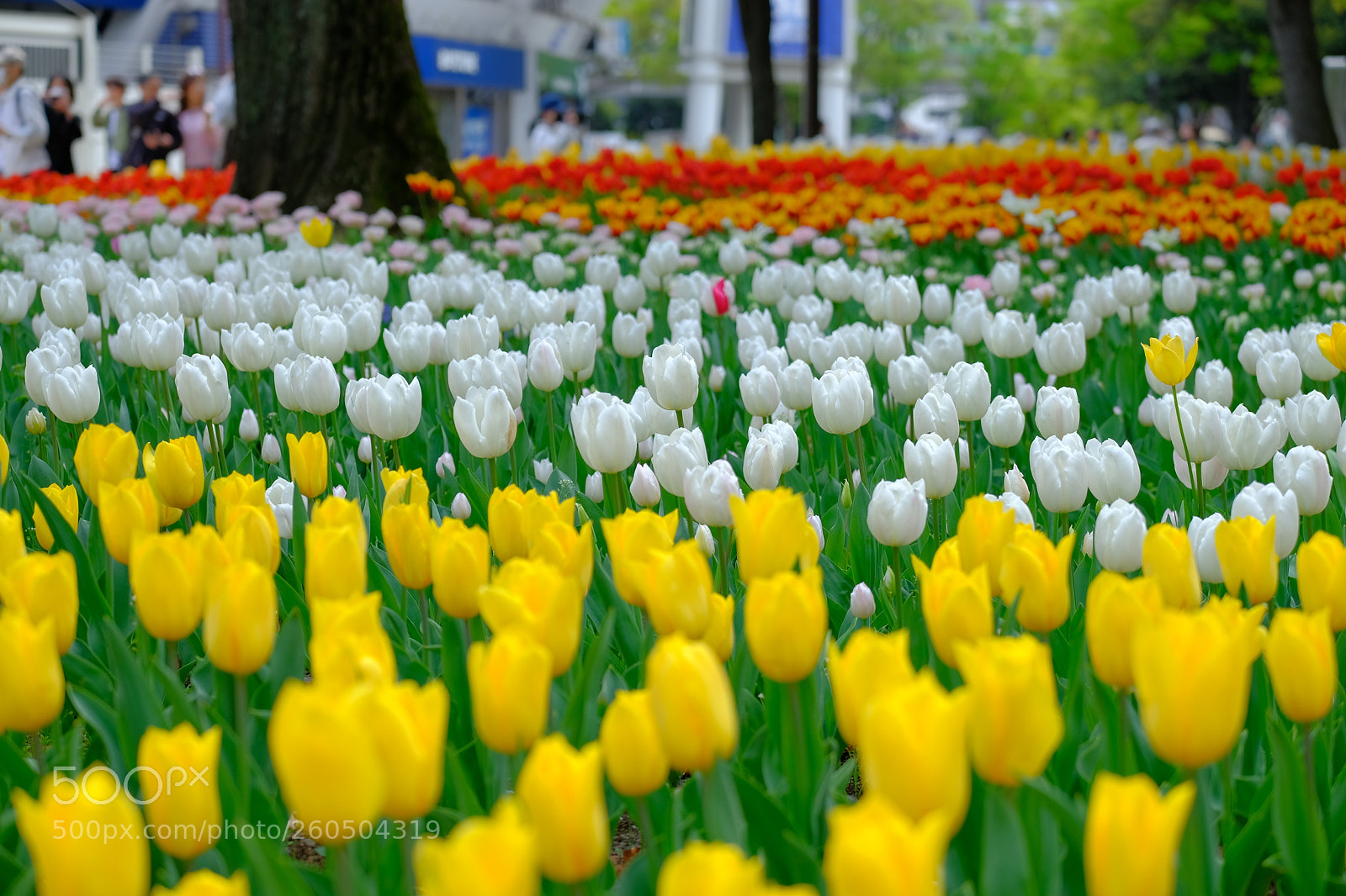 Fujifilm X-T2 sample photo. Tulips field photography