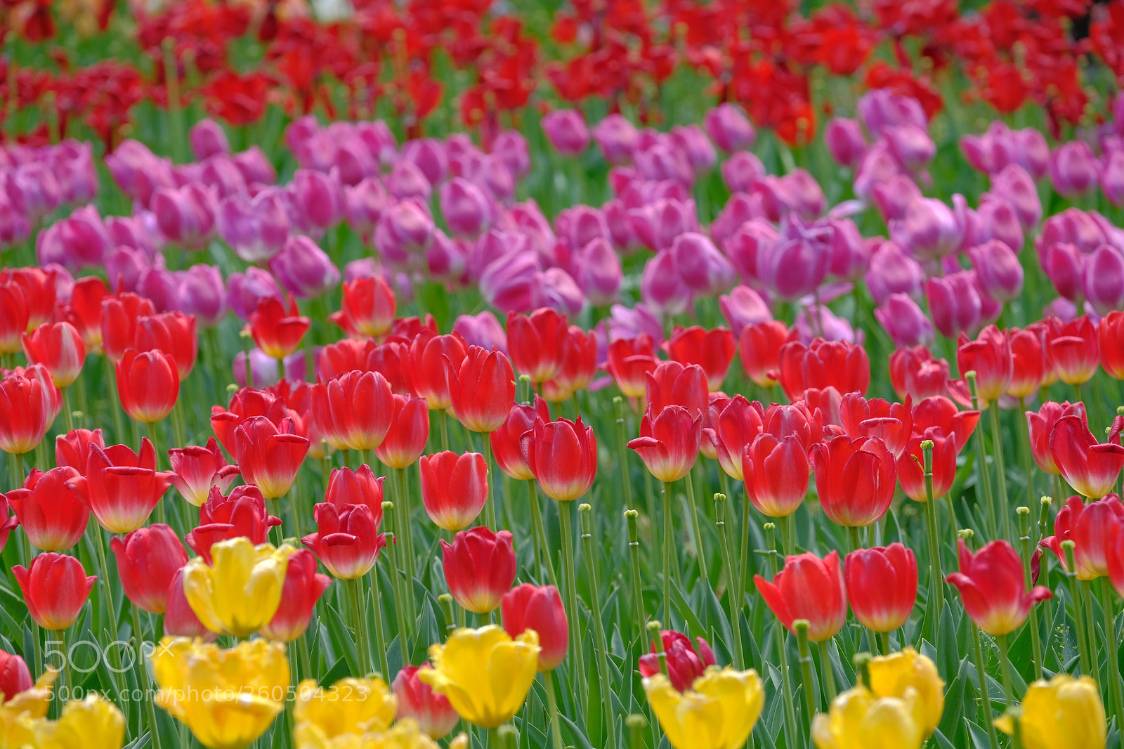 Fujifilm X-T2 sample photo. Tulips field photography