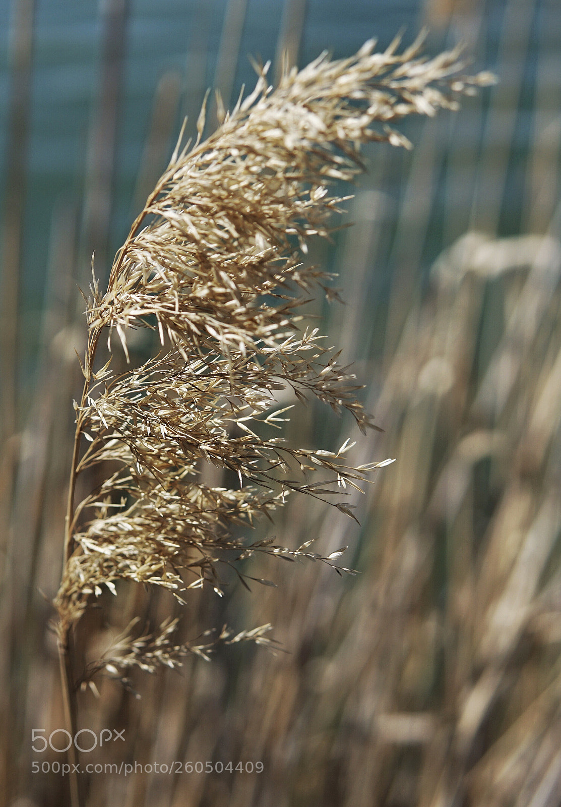 Sony a6000 sample photo. Effect of wind photography