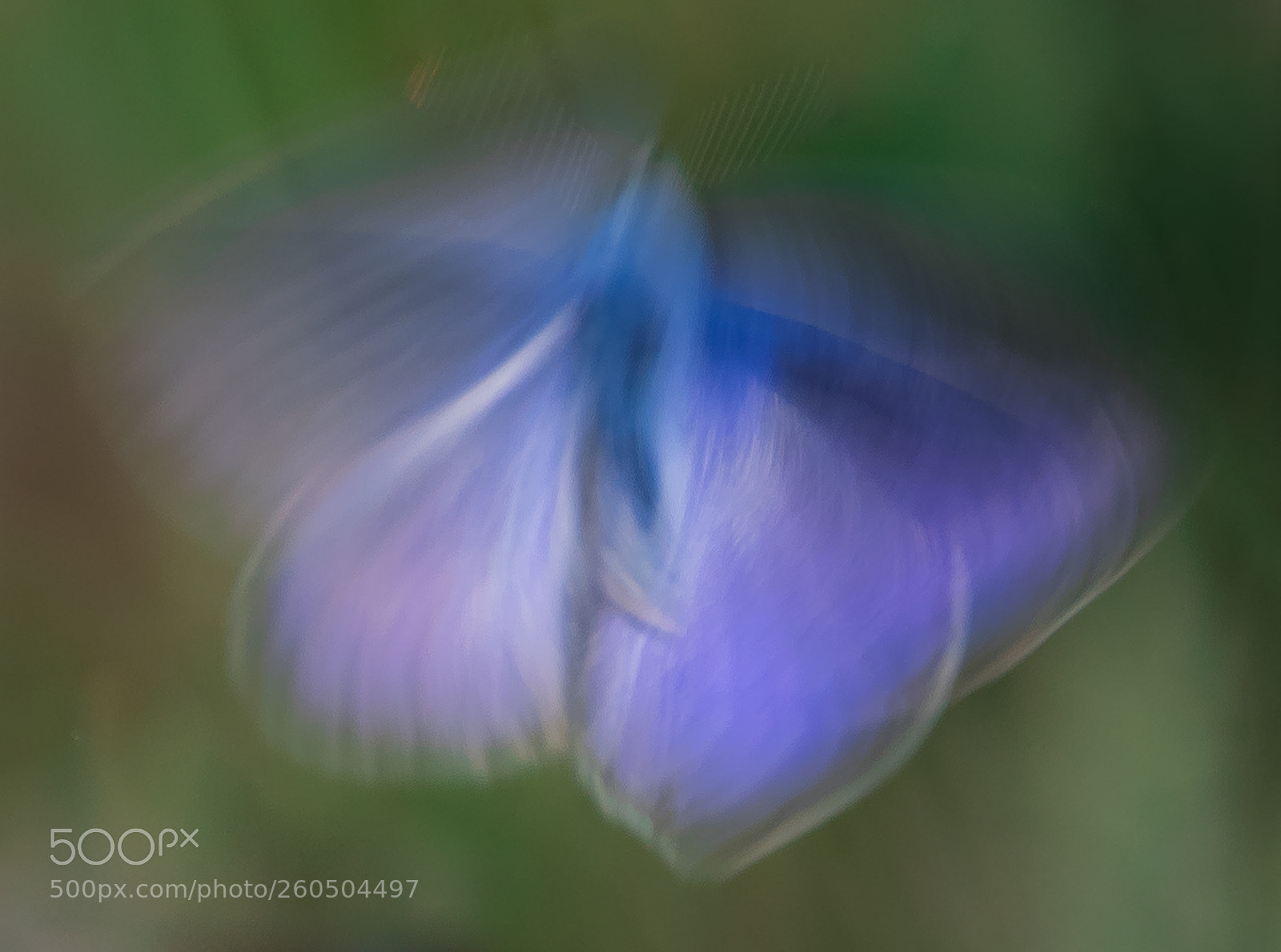 Canon EOS 5D Mark IV sample photo. " blue butterfly blur " photography