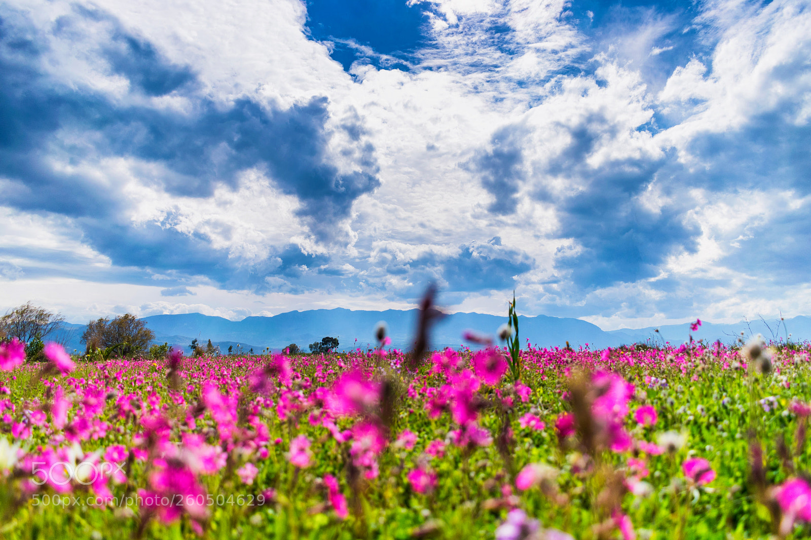 Nikon D3300 sample photo. Field of flowers photography