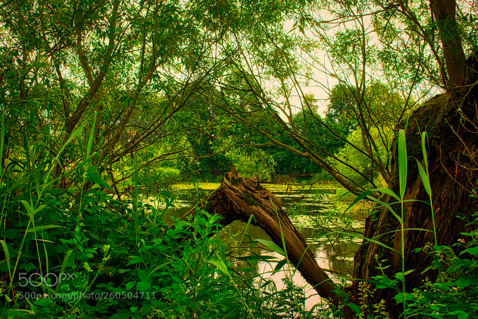Nikon D3400 sample photo. View through the "jungle" photography