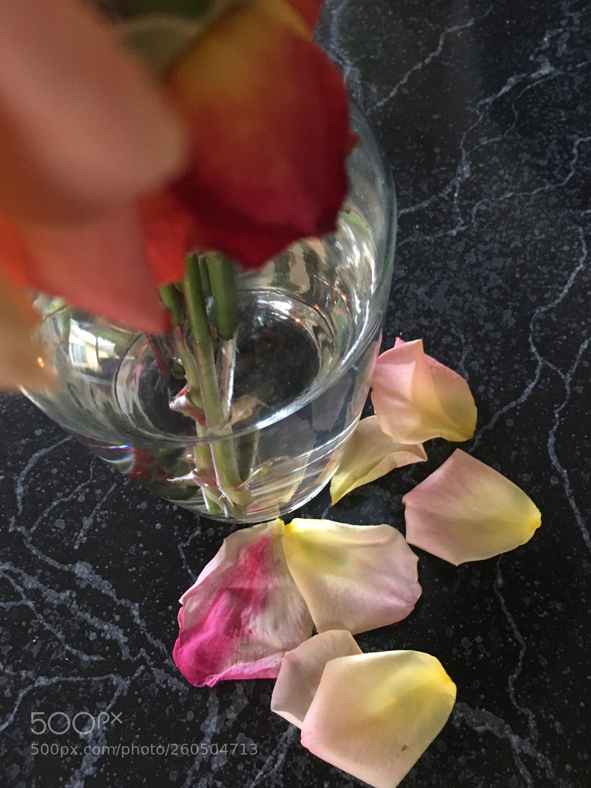 Apple iPhone 6s sample photo. Fallen
 photography