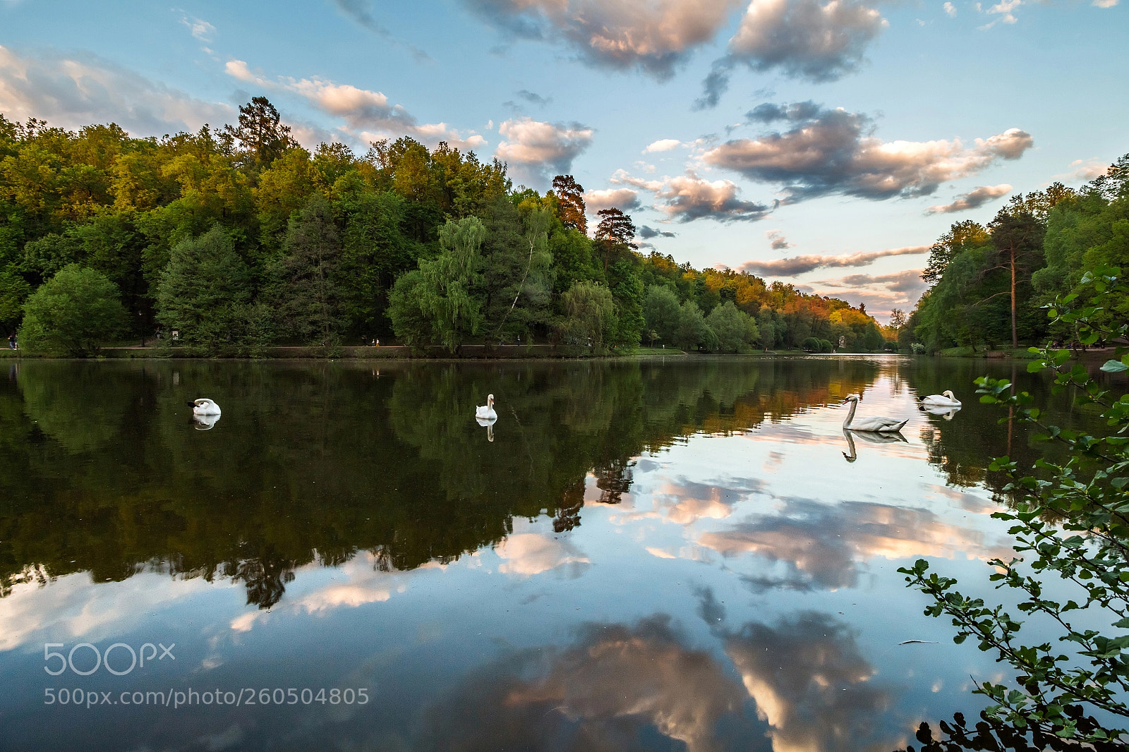 Canon EOS 700D (EOS Rebel T5i / EOS Kiss X7i) sample photo. Evening swans photography