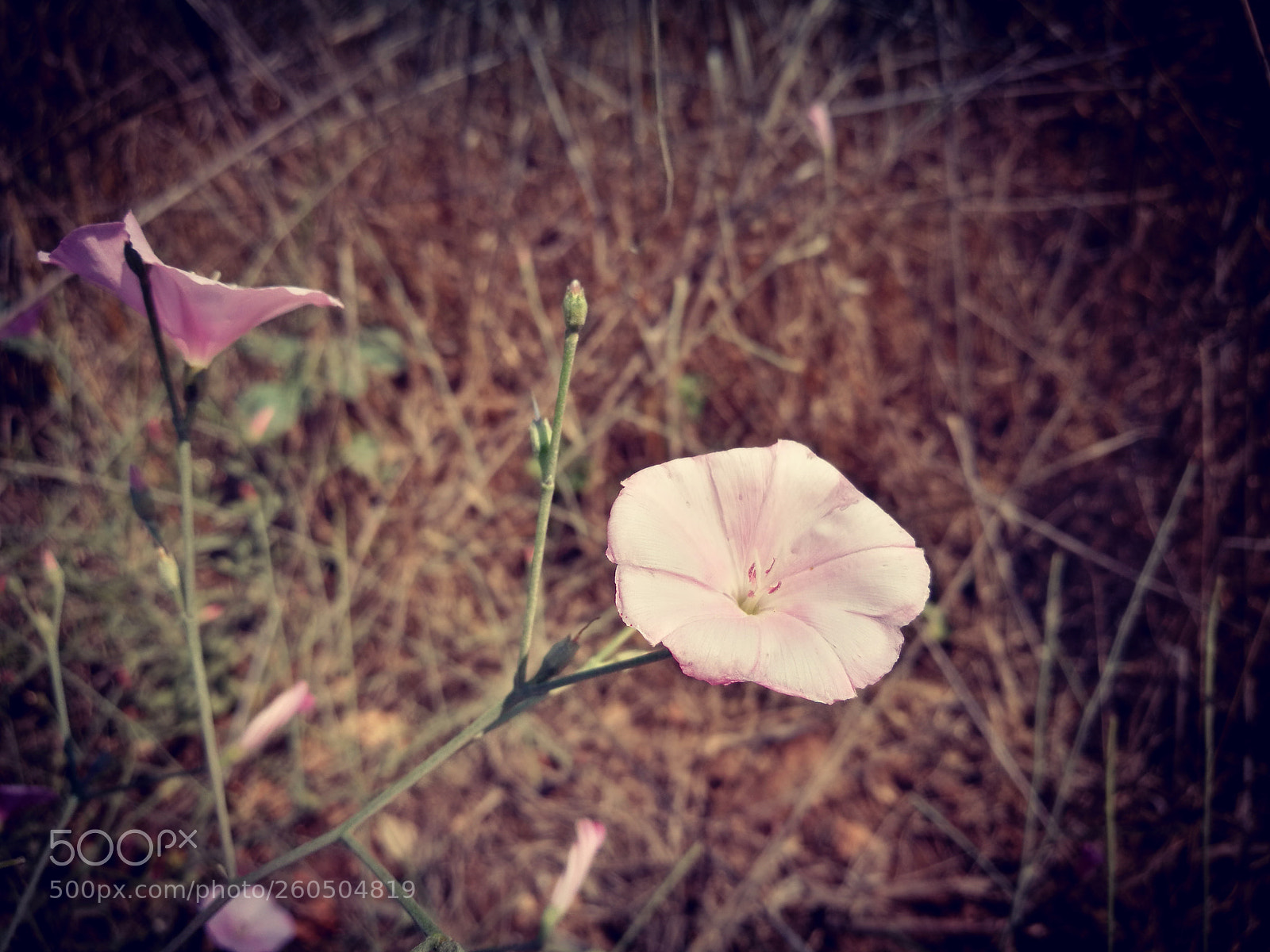HUAWEI P9 sample photo. Flower (huawei p9) photography