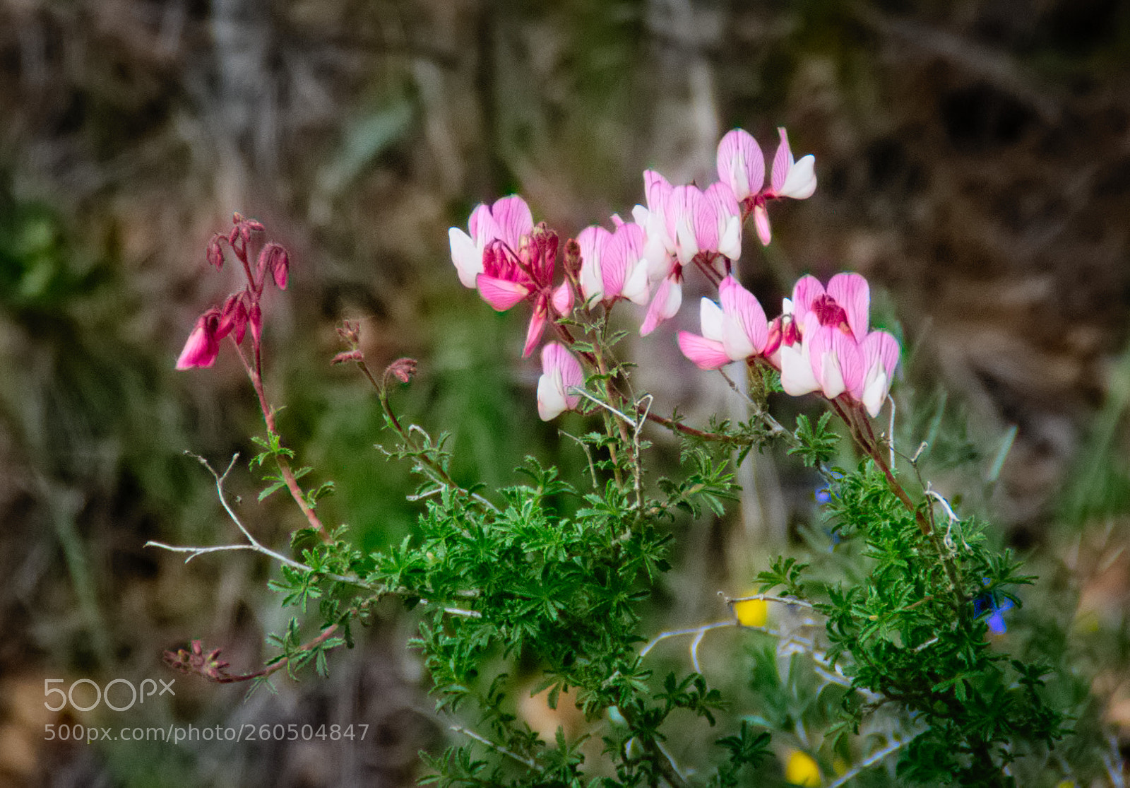 Pentax K10D sample photo. Tiny beauties... photography
