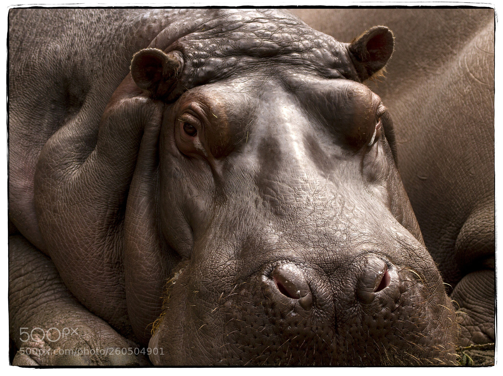 Canon EOS 7D sample photo. Face of the hippopotamus. photography